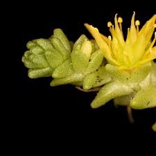 Attēlu rezultāti vaicājumam “Sedum acre bud”