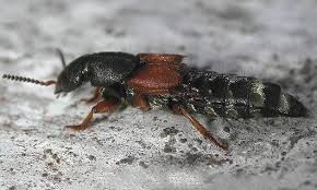 Attēlu rezultāti vaicājumam “Staphylinidae”