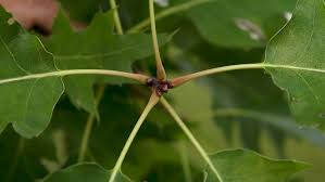 Attēlu rezultāti vaicājumam “Quercus rubra fruit”