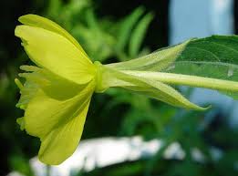 Attēlu rezultāti vaicājumam “Oenothera biennis bud”