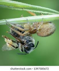 Attēlu rezultāti vaicājumam “Xysticus bifasciatus female”