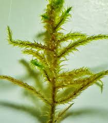 Attēlu rezultāti vaicājumam “Rhytidiadelphus squarrosus”