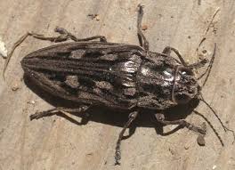 Attēlu rezultāti vaicājumam “Buprestidae”