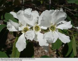 Attēlu rezultāti vaicājumam “Exochorda giraldii var. wilsonii”