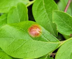 Attēlu rezultāti vaicājumam “Exobasidiales”