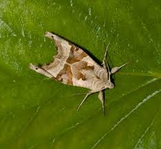 Attēlu rezultāti vaicājumam “Colostygia pectinataria female”