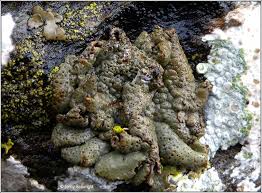 Attēlu rezultāti vaicājumam “Dermatocarpon miniatum”