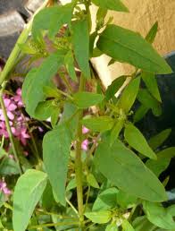 Attēlu rezultāti vaicājumam “Chenopodium polyspermum var. acutifolium flower”