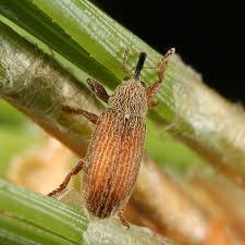 Attēlu rezultāti vaicājumam “Brachonyx pineti”