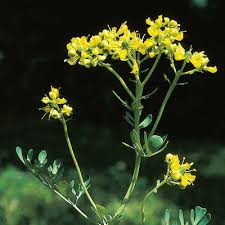 Image result for Ruta graveolens