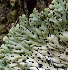 Attēlu rezultāti vaicājumam “Menegazzia terebrata”