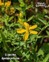 Attēlu rezultāti vaicājumam “Hypericum perforatum bud”