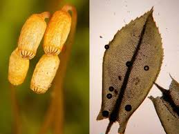 Attēlu rezultāti vaicājumam “Plagiomnium undulatum sporophyte”