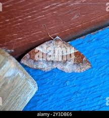 Attēlu rezultāti vaicājumam “Plagodis pulveraria”