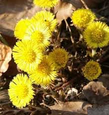 Attēlu rezultāti vaicājumam “Tussilago farfara fruit”