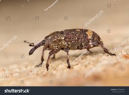 Attēlu rezultāti vaicājumam “Pissodes castaneus”