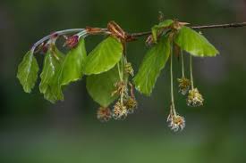 Attēlu rezultāti vaicājumam “Fagus sylvatica fo. purpurea male flower”