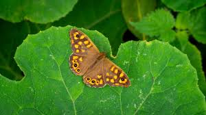 Attēlu rezultāti vaicājumam “Pararge aegeria”