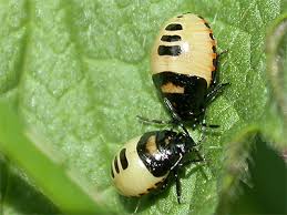 Attēlu rezultāti vaicājumam “Tritomegas bicolor nymph”