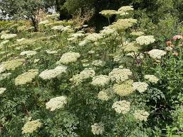 Attēlu rezultāti vaicājumam “Cenolophium denudatum”