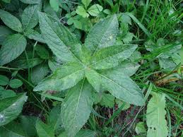 Attēlu rezultāti vaicājumam “Mercurialis perennis bud”