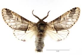 Attēlu rezultāti vaicājumam “Furcula bifida”