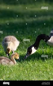 Attēlu rezultāti vaicājumam “Branta canadensis adult”