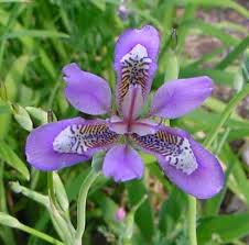 Image result for Pardancanda norrisii