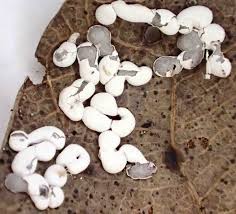 Attēlu rezultāti vaicājumam “Diderma testaceum spores”