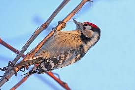 Attēlu rezultāti vaicājumam “Dendrocopos minor”