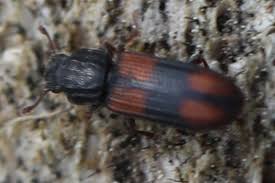 Attēlu rezultāti vaicājumam “Bitoma crenata imago”