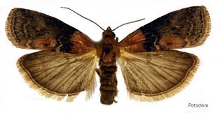 Attēlu rezultāti vaicājumam “Sciota adelphella”