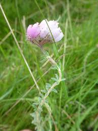 Attēlu rezultāti vaicājumam “Erica tetralix”