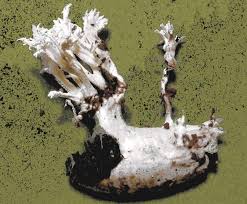 Attēlu rezultāti vaicājumam “Lycogala confusum young”