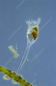 Attēlu rezultāti vaicājumam “Colloderma oculatum sessile”