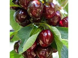 Attēlu rezultāti vaicājumam “Cerasus”