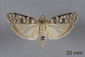 Attēlu rezultāti vaicājumam “Dioryctria abietella”