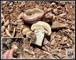 Attēlu rezultāti vaicājumam “Cribraria martinii stalked”