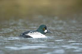 Attēlu rezultāti vaicājumam “Bucephala clangula male”