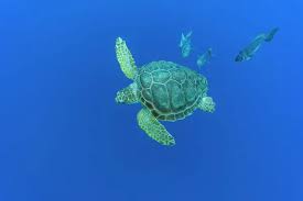 Image result for Schedophilus ovalis