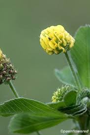 Attēlu rezultāti vaicājumam “Medicago lupulina flower”