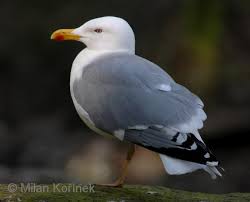 Attēlu rezultāti vaicājumam “Larus argentatus”