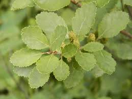 Attēlu rezultāti vaicājumam “Betula humilis female flower”