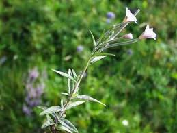 Attēlu rezultāti vaicājumam “Epilobium palustre”