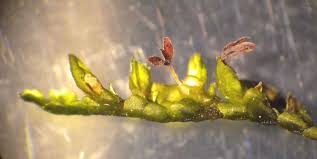 Attēlu rezultāti vaicājumam “Porella cordaeana”