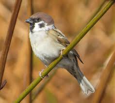 Image result for Passer montanus