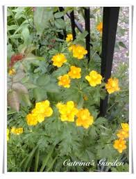 Attēlu rezultāti vaicājumam “Trollius europaeus flower”