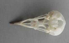 Image result for Vermivora peregrina