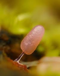 Attēlu rezultāti vaicājumam “Stemonitopsis typhina macro”