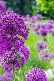 Attēlu rezultāti vaicājumam “Allium holandicum”